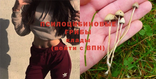 ГАЛЛЮЦИНОГЕННЫЕ ГРИБЫ Вяземский
