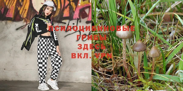 ГАЛЛЮЦИНОГЕННЫЕ ГРИБЫ Вяземский